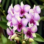 Dendrobium Apichart Rainbow Flowering Size